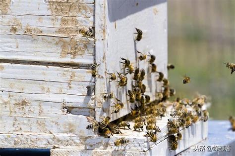 家裡有蜜蜂代表 欠揍圖